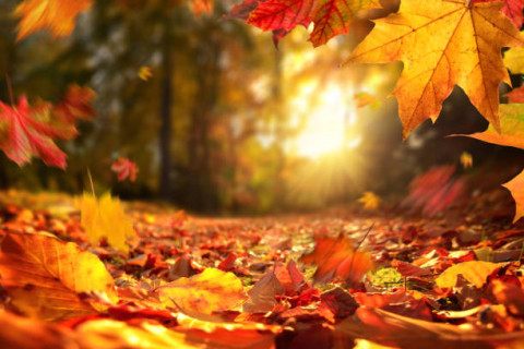 Herbst